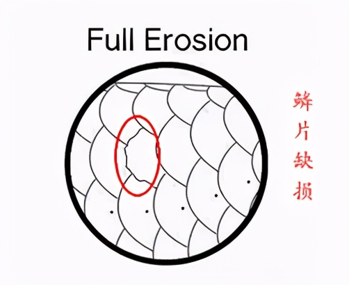 龙鱼常见疾病及治疗方法,龙鱼疾病找哪里救治