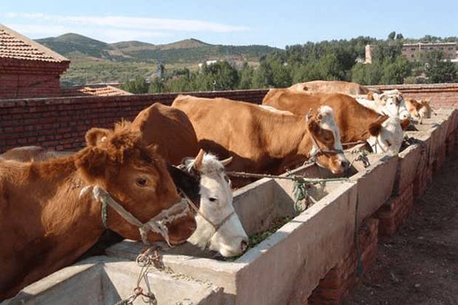一位养殖户问：打过草甘膦的杂草，还能喂牛吗？你会如何回答？
