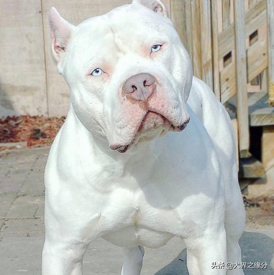 如果把比特犬训练成护卫犬,入侵盗贼还能活着离开吗