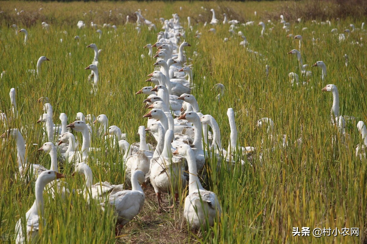 在农村创业九大赚钱项目,如果在农村创业适合做什么项目