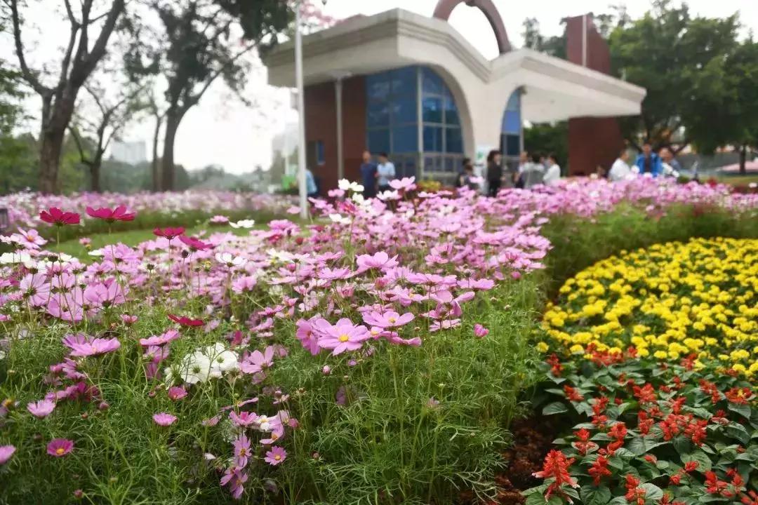 广州现在赏花哪里最好,广州各区赏花全指南