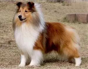 各种狗狗身价排名,各种狗的待遇对照表