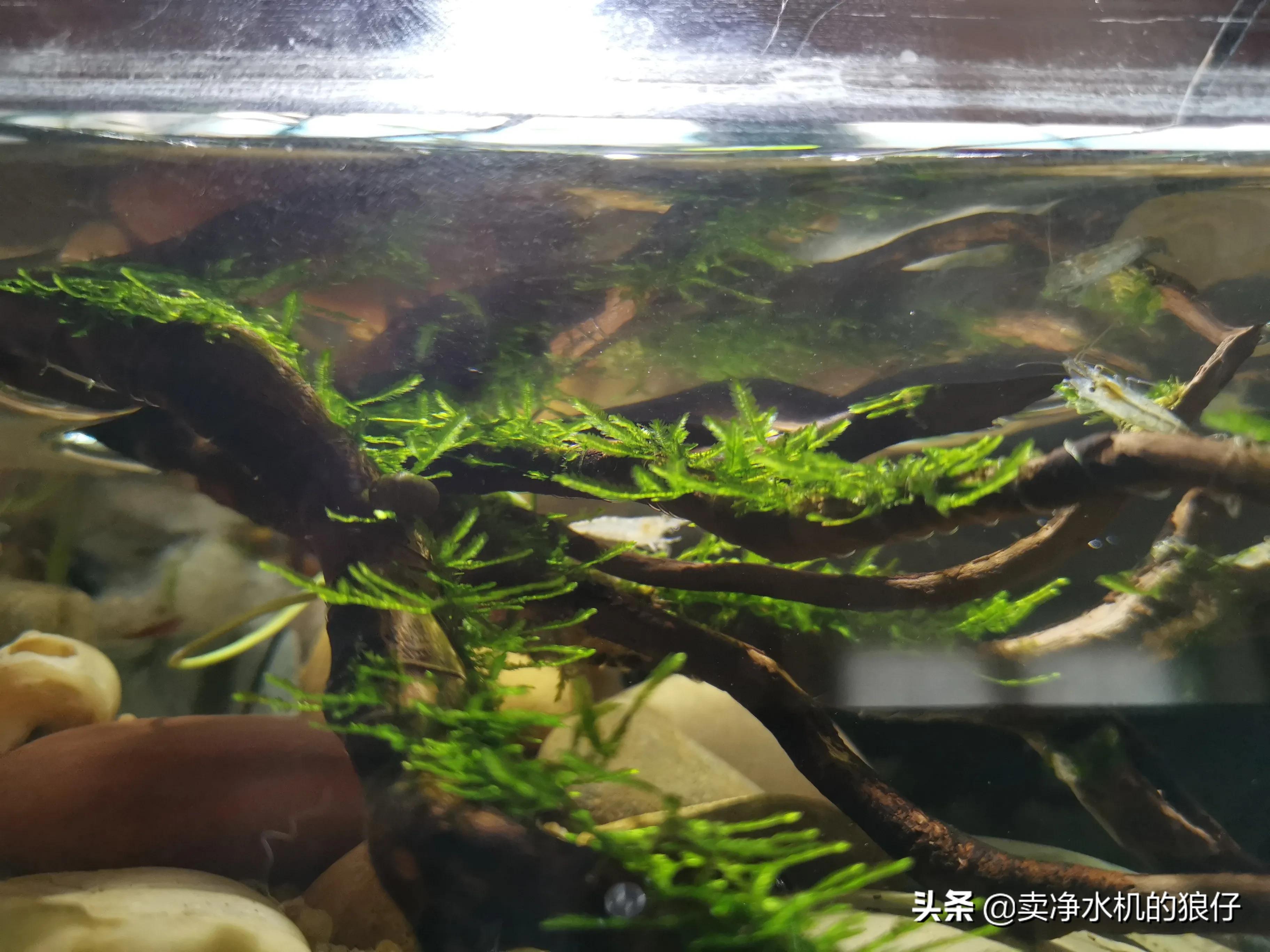 如何让小鱼缸变成空气缸,如何让鱼缸出现空气缸