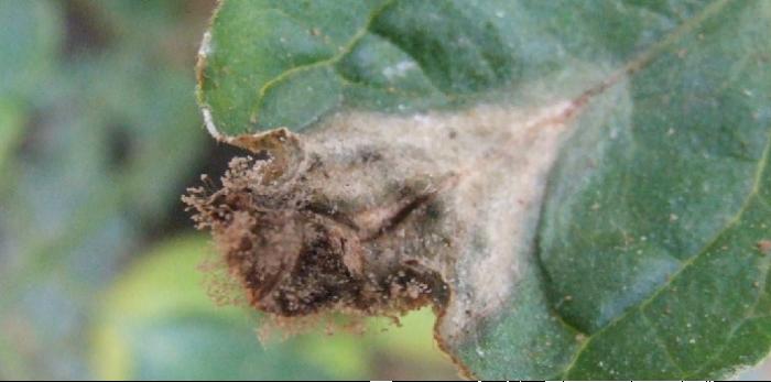 西红柿转色慢怎么解决,西红柿转色的最佳温度