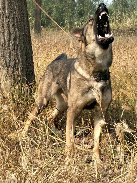 警界“利剑”——昆明犬