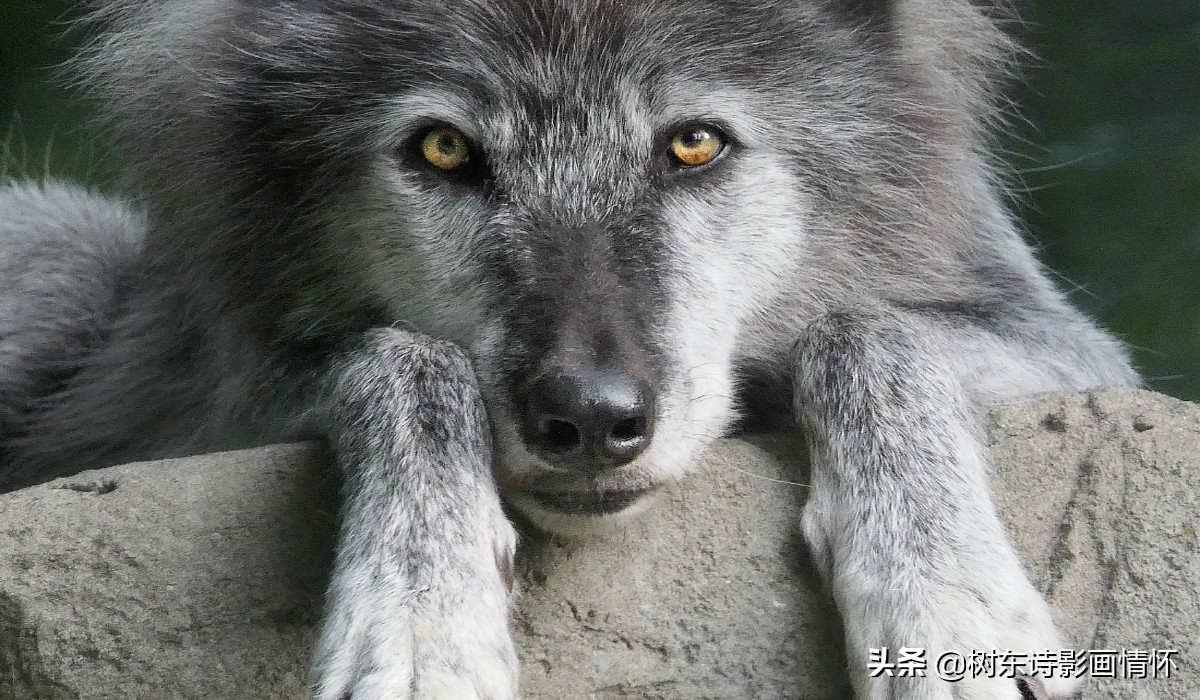 狈字的演变,狈字的演变过程