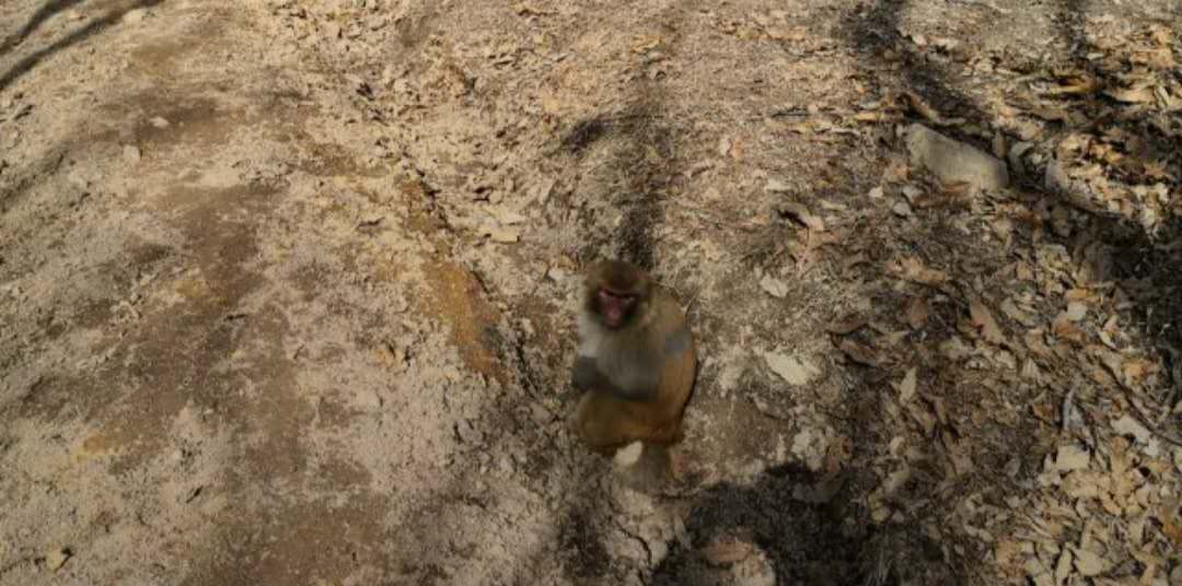 南阳有山有水有景区,南阳市区内有哪些风景旅游区