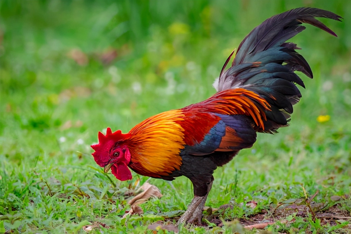 公鸡吃蜈蚣后为什么变得凶猛,为什么公鸡吃了蜈蚣变很凶