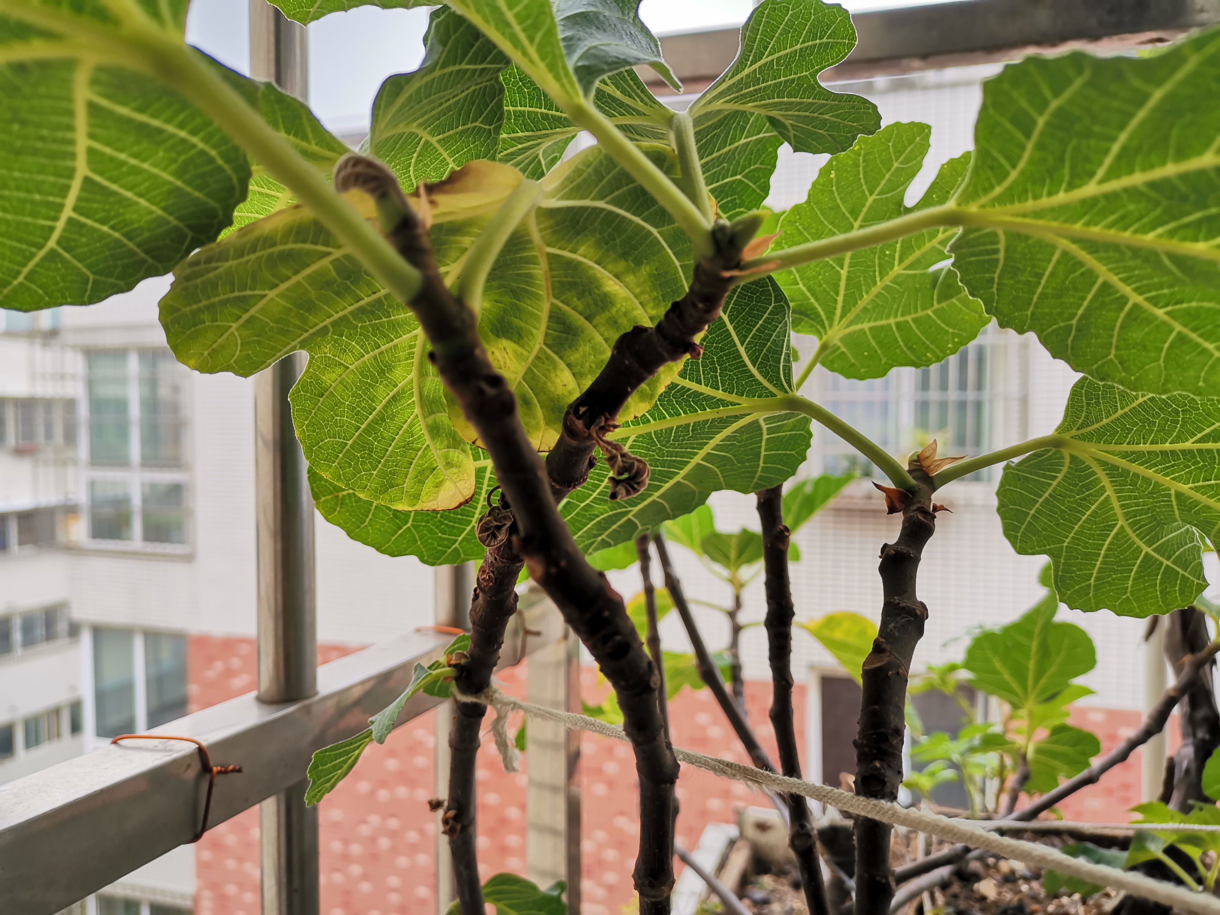 今晚刚种的无花果怎么会落果,盆栽无花果为什么果实干了