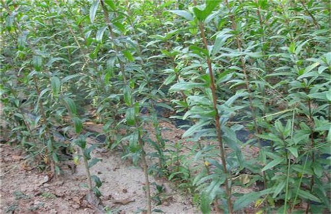 花石榴树的繁殖方法,石榴树压条繁殖时间