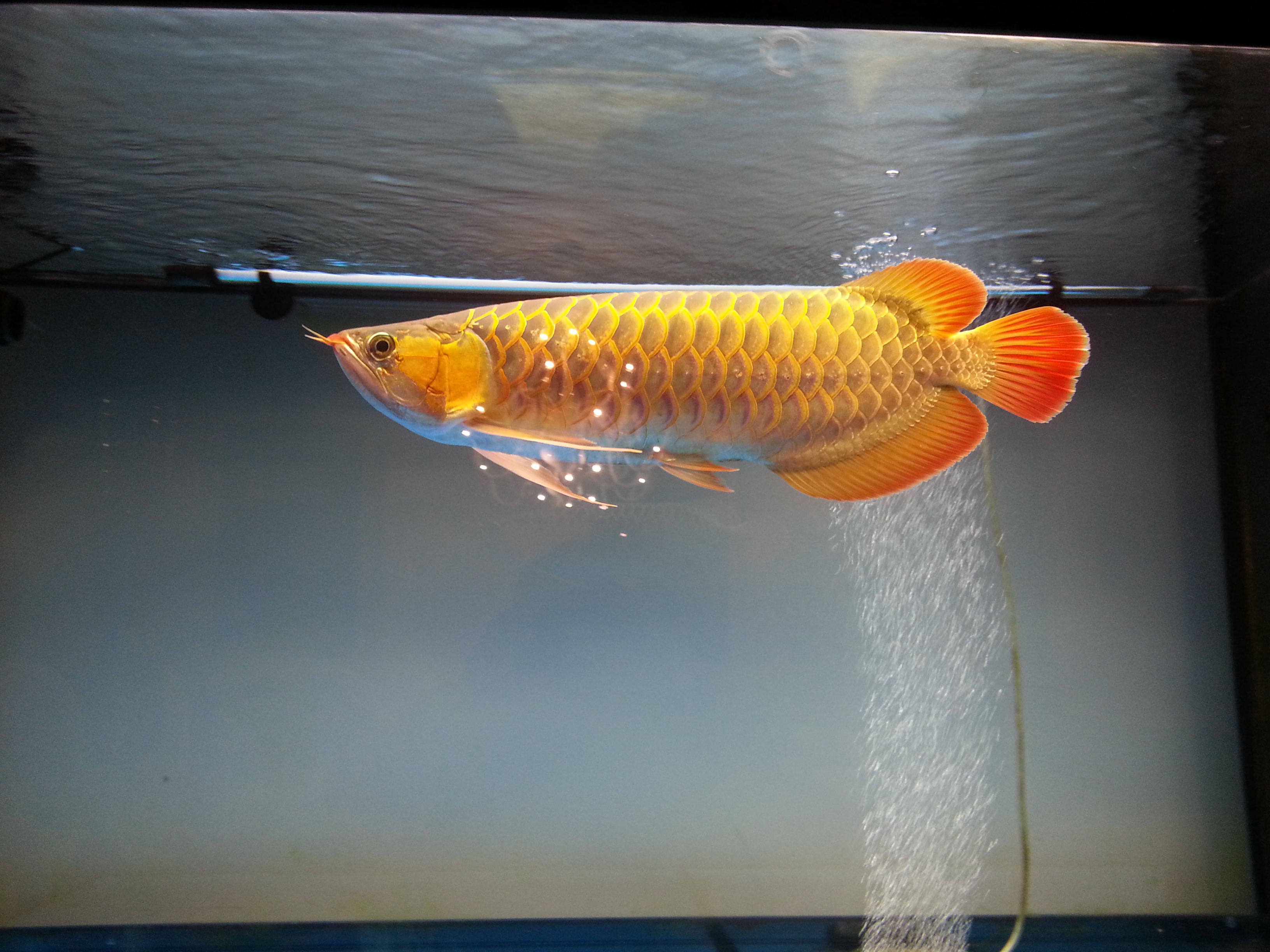 鱼缸绿水养红龙,鱼缸红龙怎么养出青苔