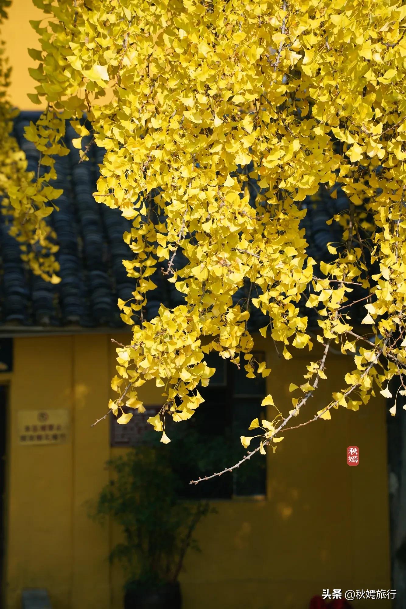 相城区北桥镇千年银杏树,苏州相城银杏打卡