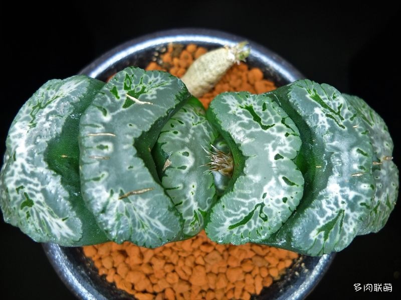 多肉玉露寿的品种图鉴,日本十大耐阴多肉