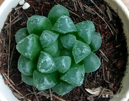 窗台的多肉怎么浇水,有雨棚阳台怎么养多肉