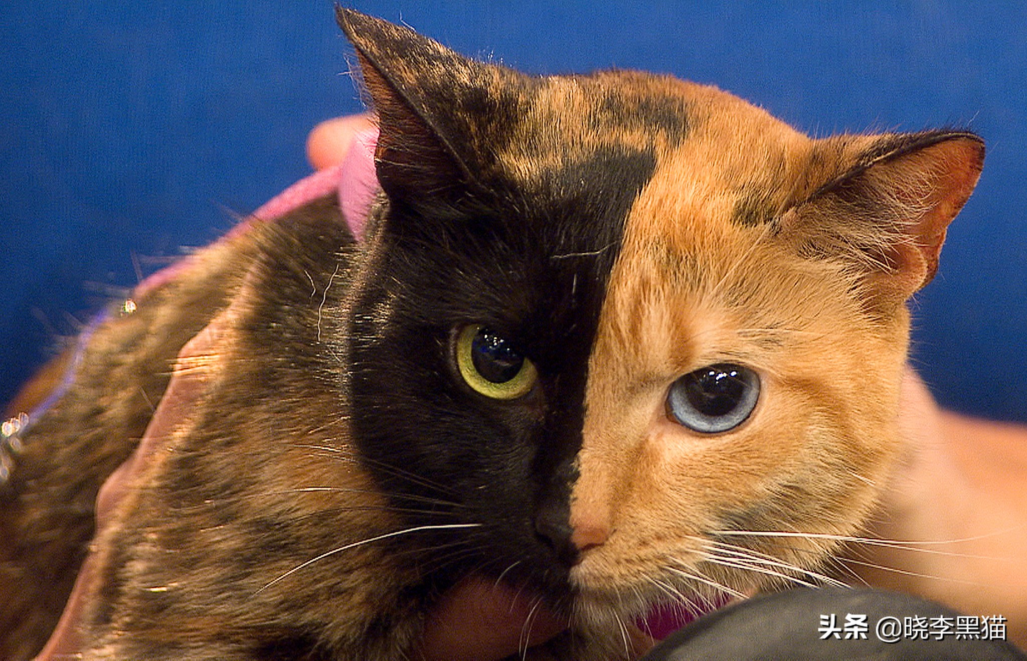 为什么猫咪的眼睛颜色那么多,猫咪健康的眼睛是什么样