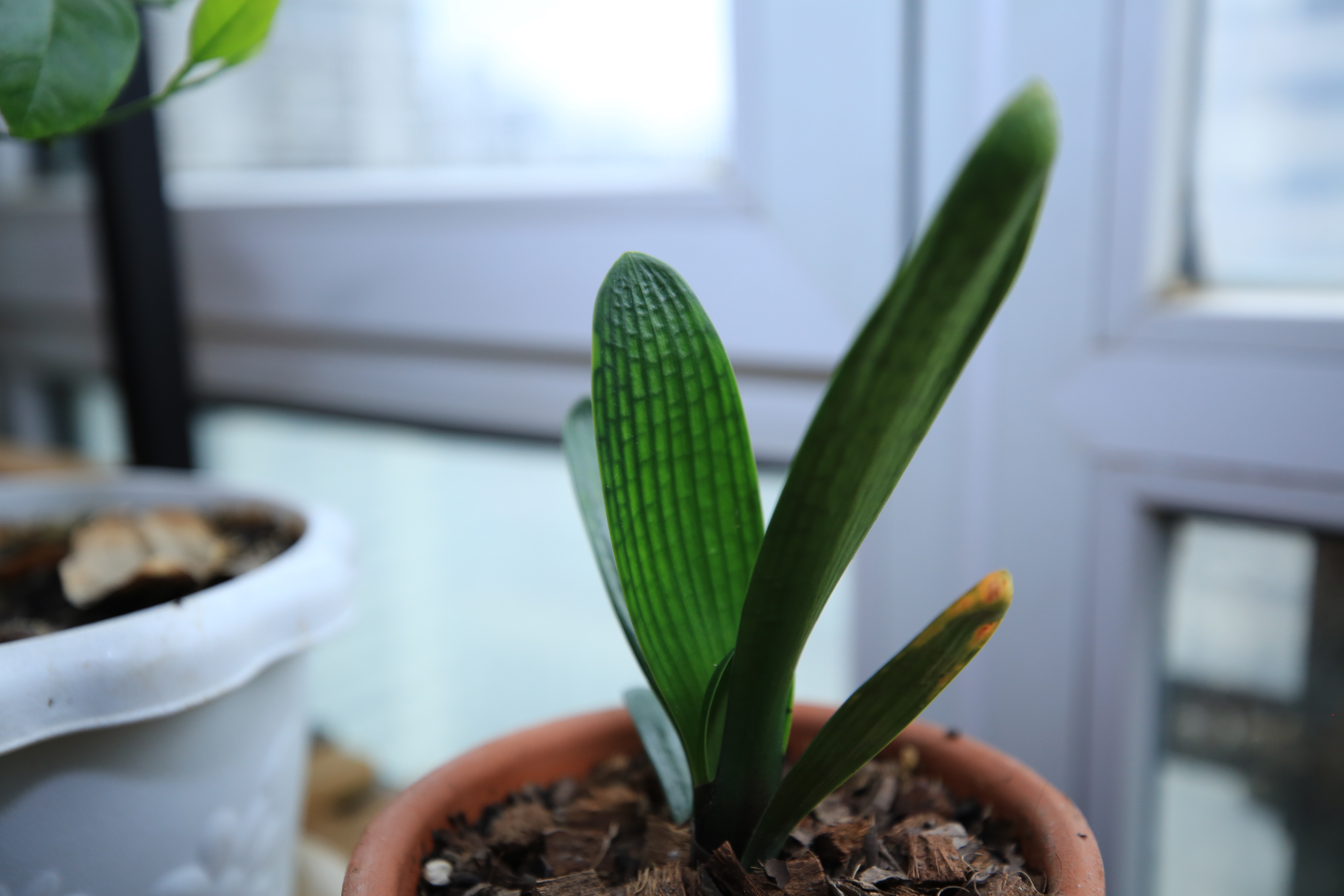 君子兰换盆的正确方法和浇水,君子兰换盆后要多少天浇第一次水