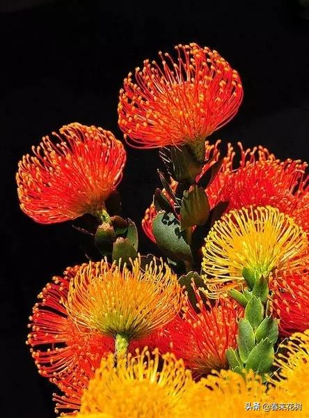 神奇的植物图片及介绍大全,十大最好的神奇植物