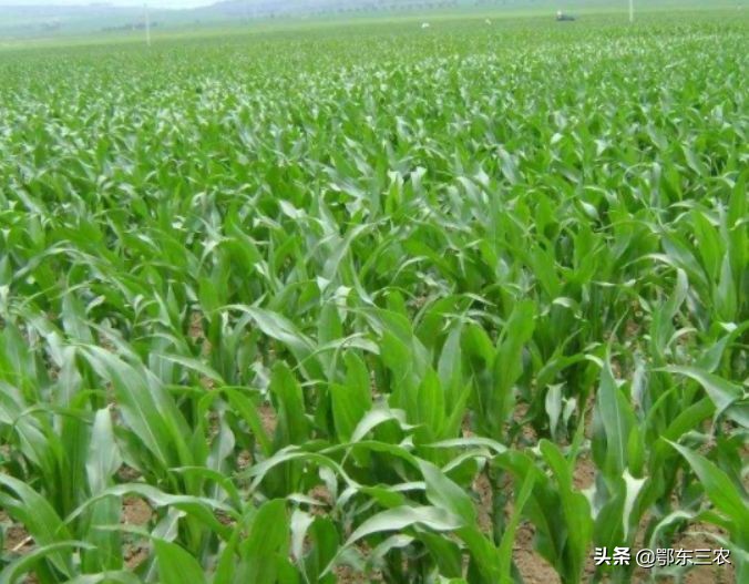 哪种玉米种子既高产又抗倒伏,2021河南玉米种子十大高产排名