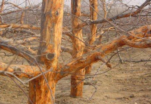 果树的癌症——苹果树腐烂病如何解决？果农朋友值得一看