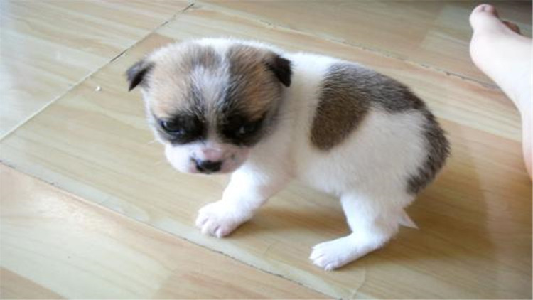 母大犬发情该怎么办,母小型犬发情爬跨如何缓解