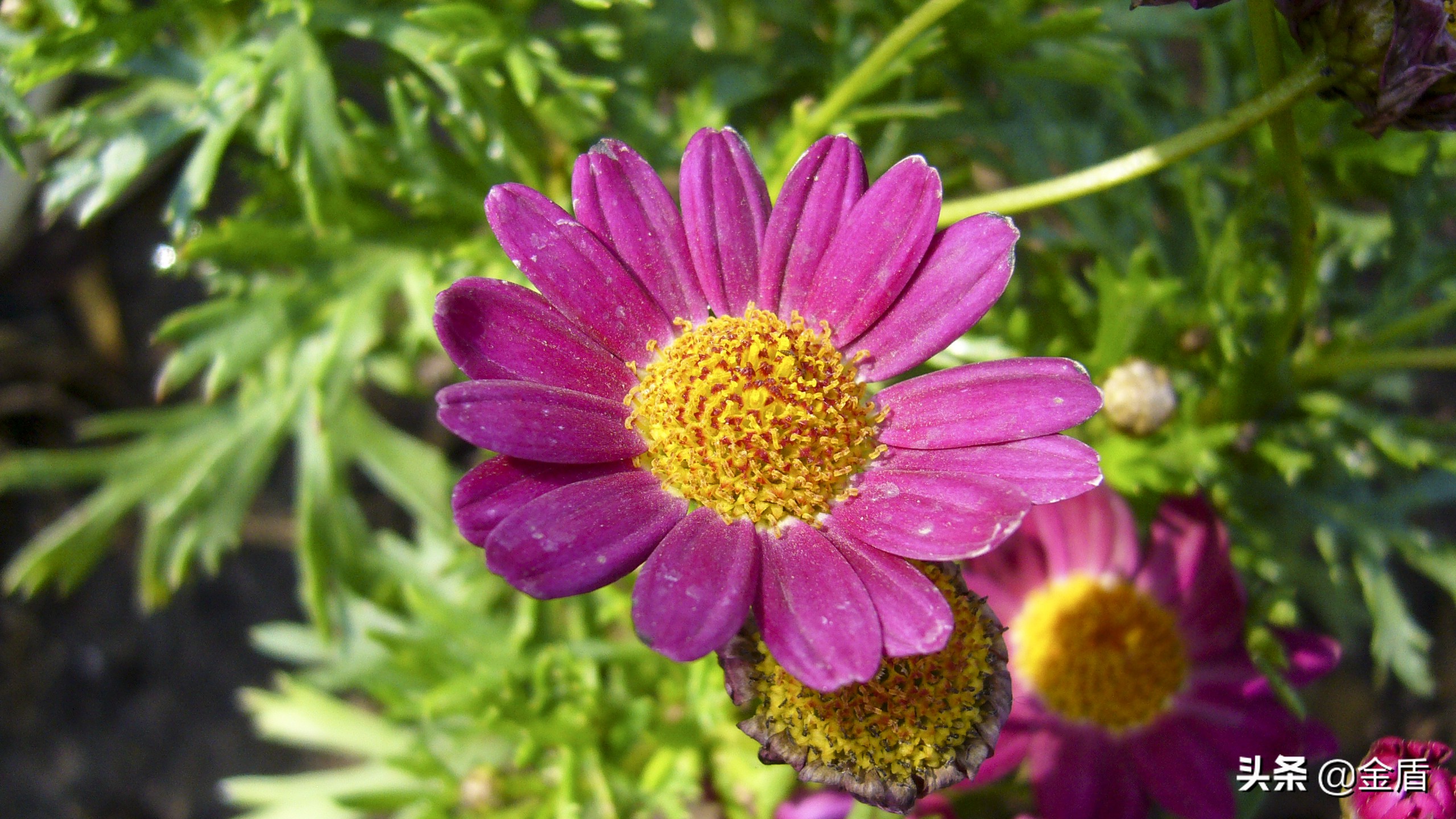 木茼蒿图文,五彩斑斓的观叶植物