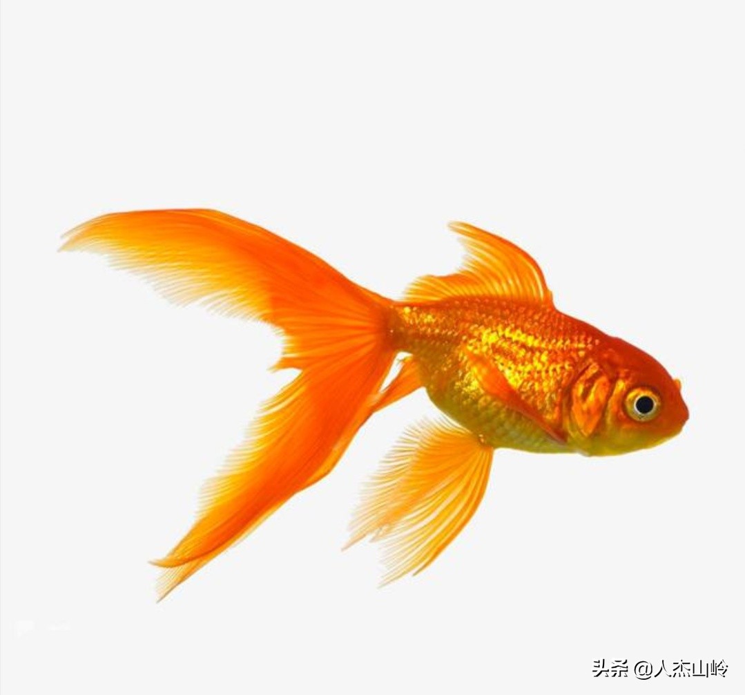 台子沟村――小珠山上有人参、仙桃、紫草