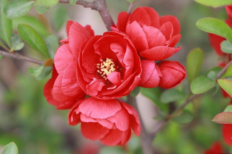 家乡的海棠花300字作文,家乡的海棠完整版原唱