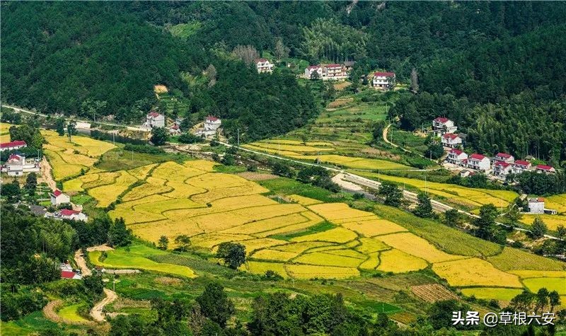 谢谢你来了全集,谢谢你医生