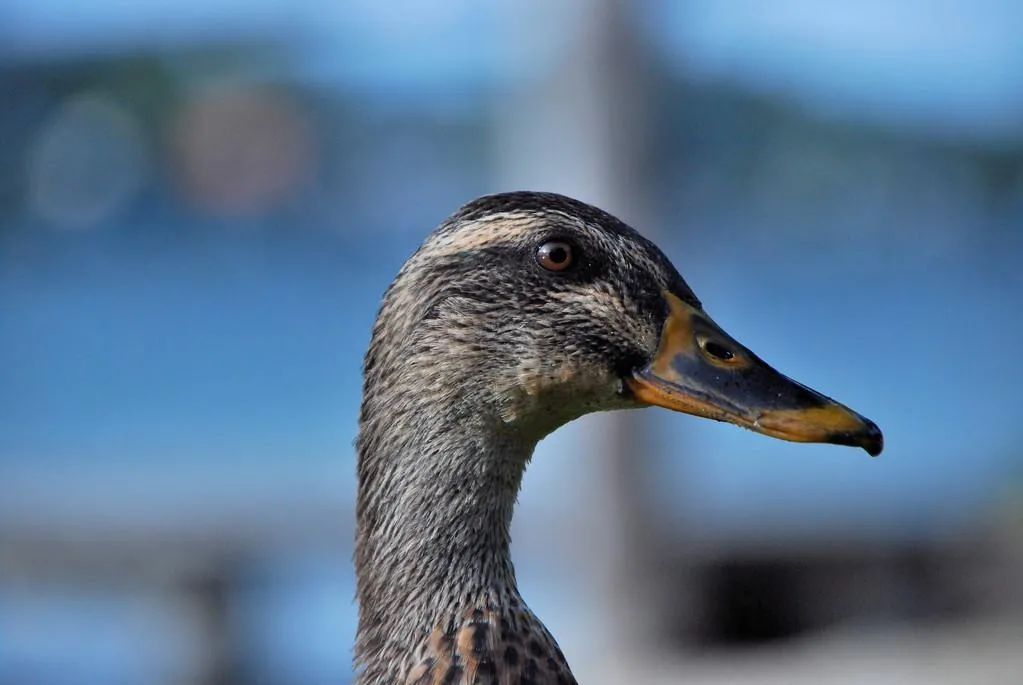 寻找记忆中的一家老店,寻找记忆里的味道老字号