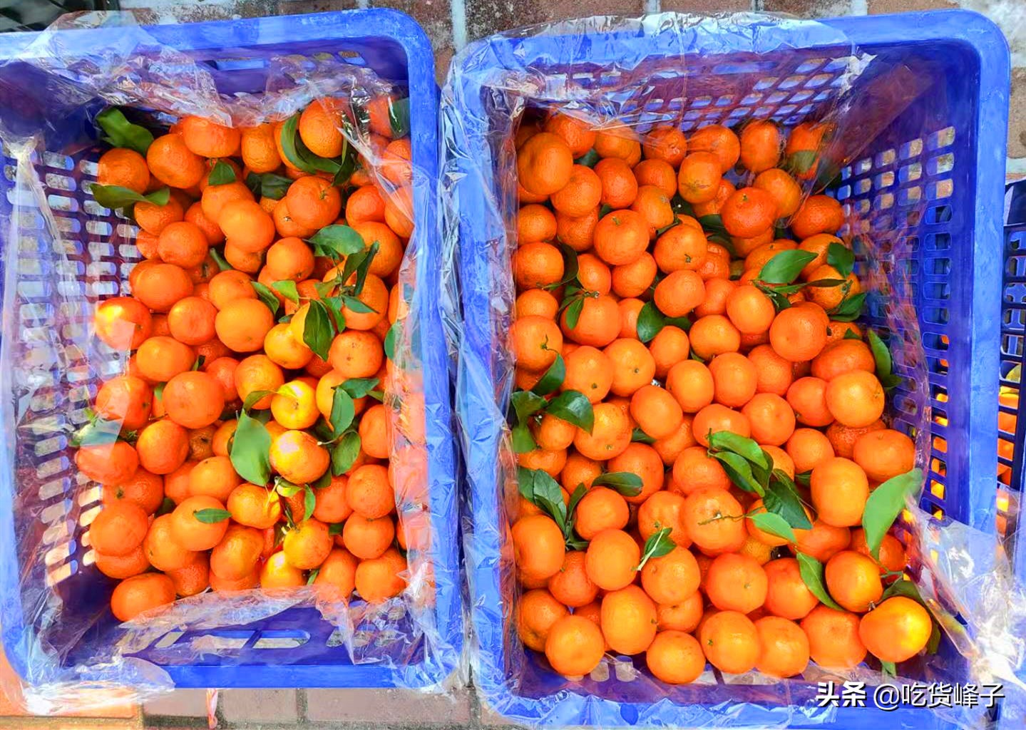 过年必备花生瓜子砂糖橘,过年吃沙糖桔代表什么