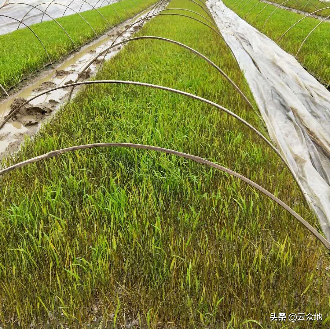 水稻死苗的防治方法,水稻旱育苗期怎么防止死苗