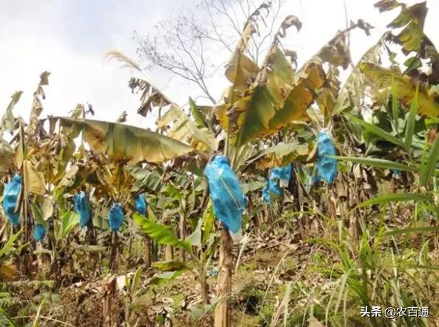 寒流过后，蕉园该如何处理？香蕉受冻后的促长措施