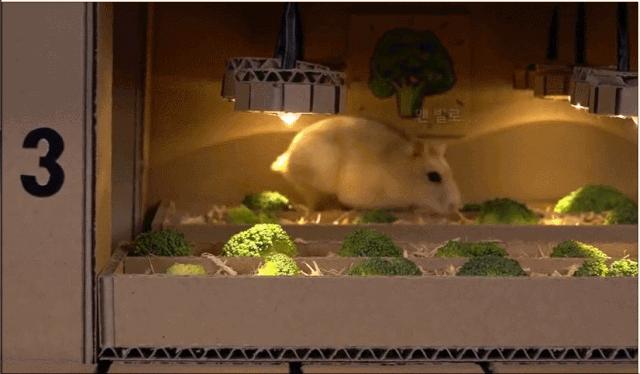 身价300万的仓鼠外网走红！住3层电梯豪宅，丰富娱乐，人不如鼠啊