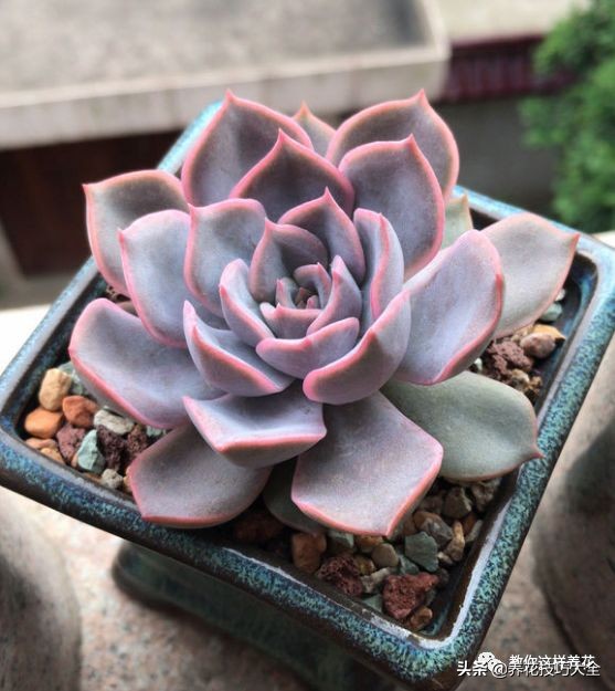 君子兰小白虫用什么家庭药处理,养了20多年的君子兰烂心了