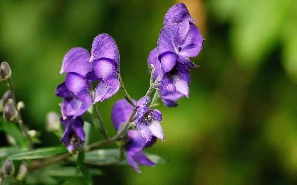 慎用药物更不要滥用药物,乌头类植物都有剧毒吗