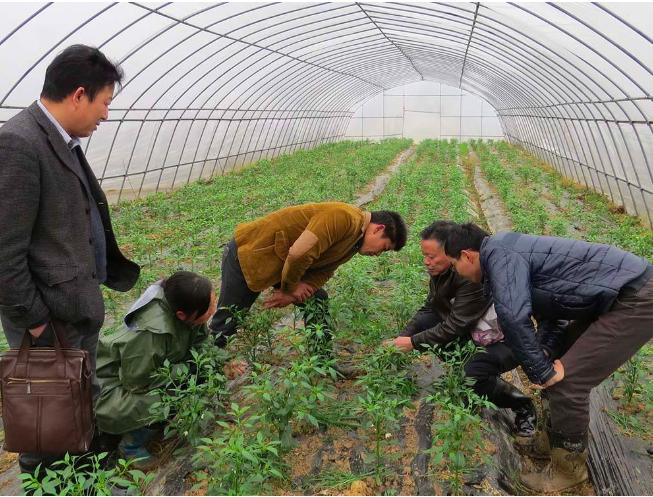 辣椒脐腐病打什么药最好,温室辣椒脐腐病