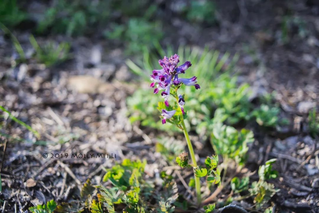 康泰时f2镜头评测,康泰时contaxg21f2.8镜头
