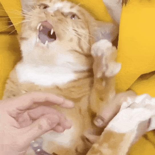 一学就会的训猫技巧,手把手教你给猫咪喂药