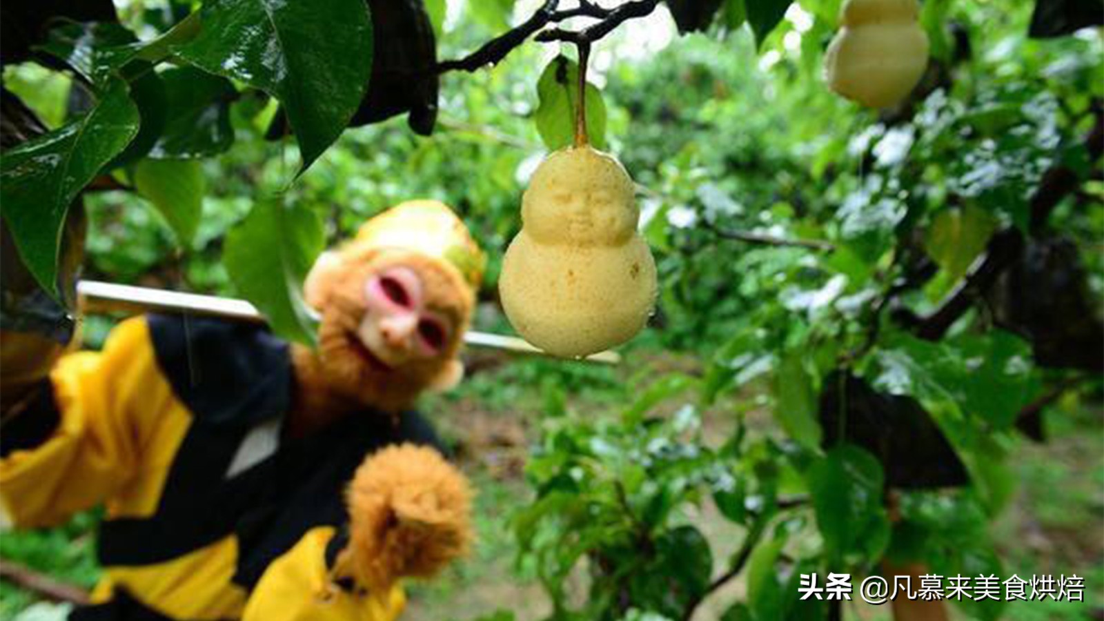 西游记中孙悟空偷吃人参果,孙悟空偷吃人参果是在哪里