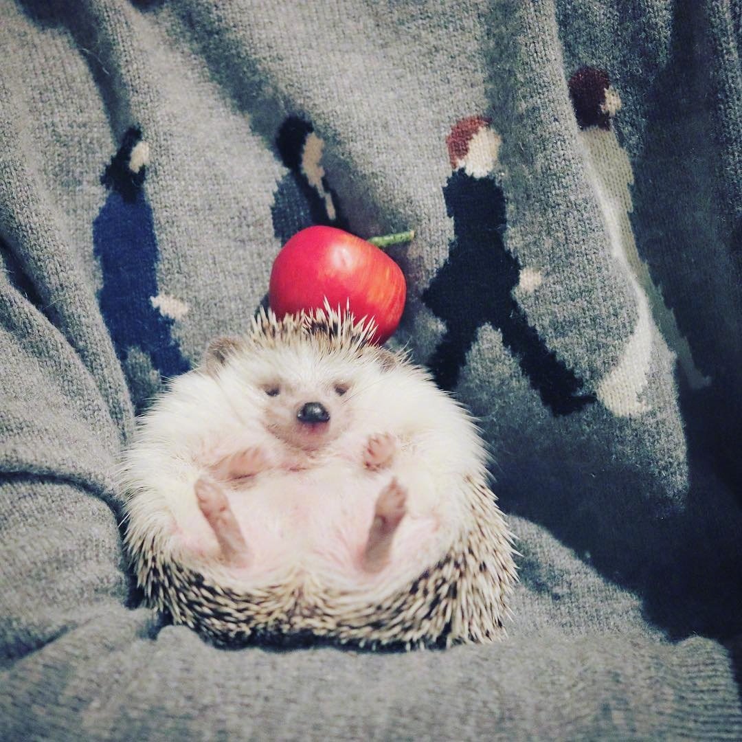 呆萌刺猬图片头像,刺猬可爱图片头像