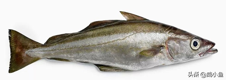 科普深海鱼图,鳕鱼和真鳕的区别