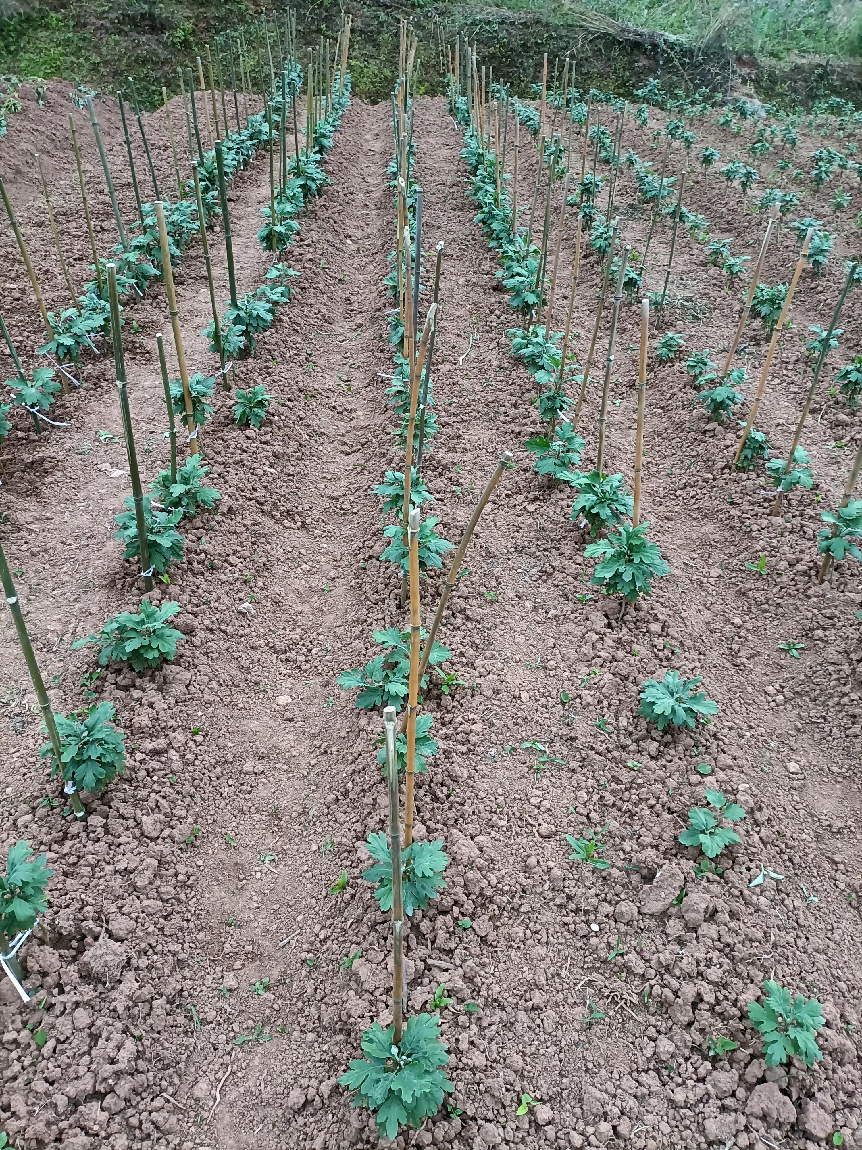 在农村年收入25万,风险指数低,且看我如何做到