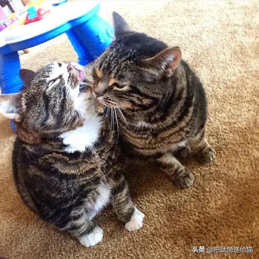 猫兄妹可爱视频,矮脚猫兄妹