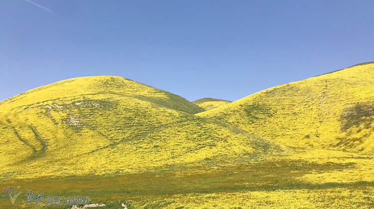 加州野花,加州野花的视频