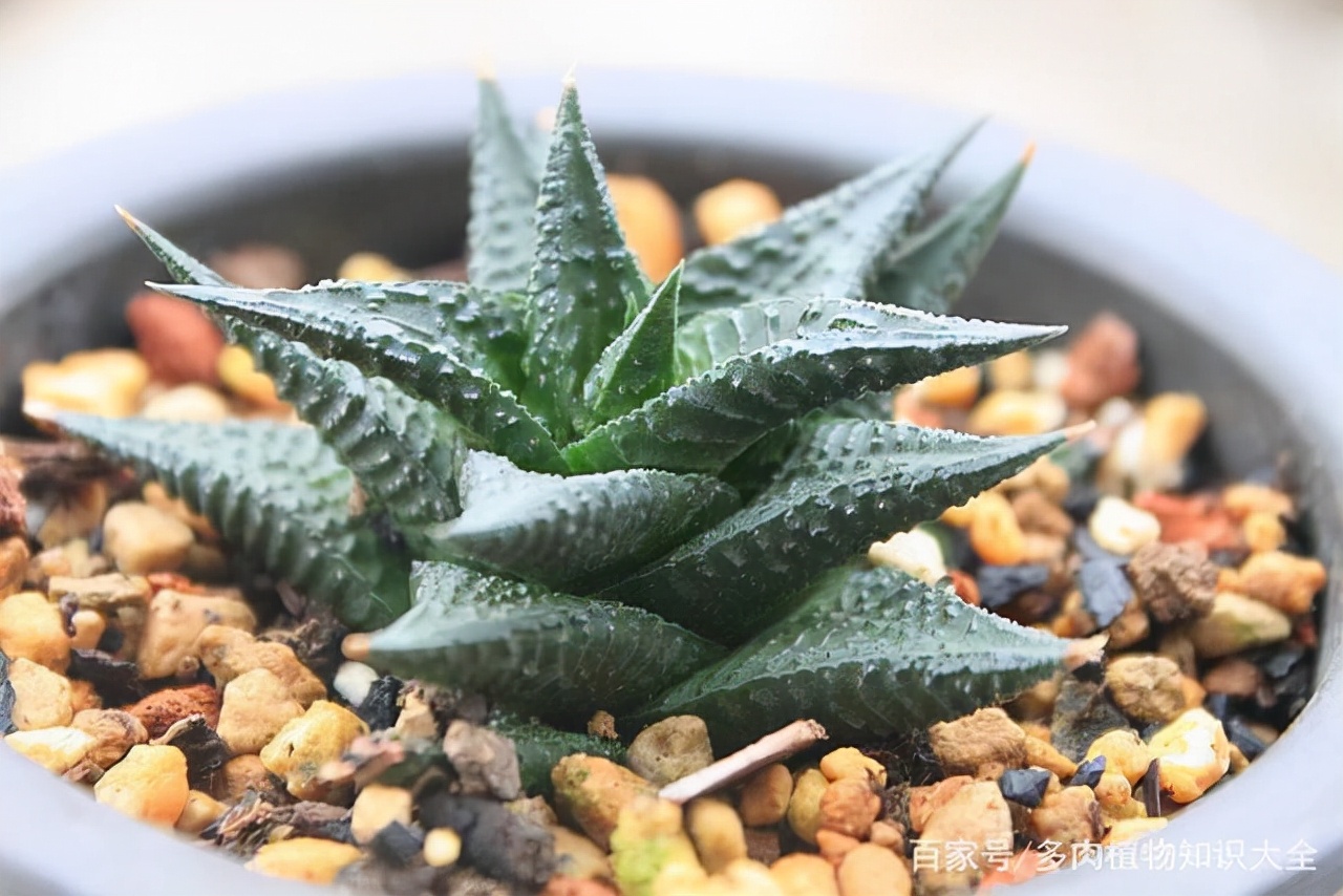 多肉条纹十二卷的养护方法,条纹十二卷多肉如何快速爆盆