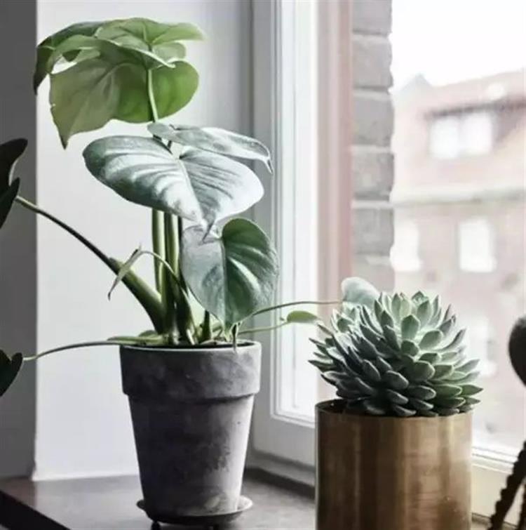 盆栽植物的正确方法,盆栽买回来怎么醒花