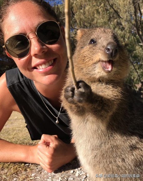 为什么我们会微笑?10个关于微笑袋鼠的萌萌秘密