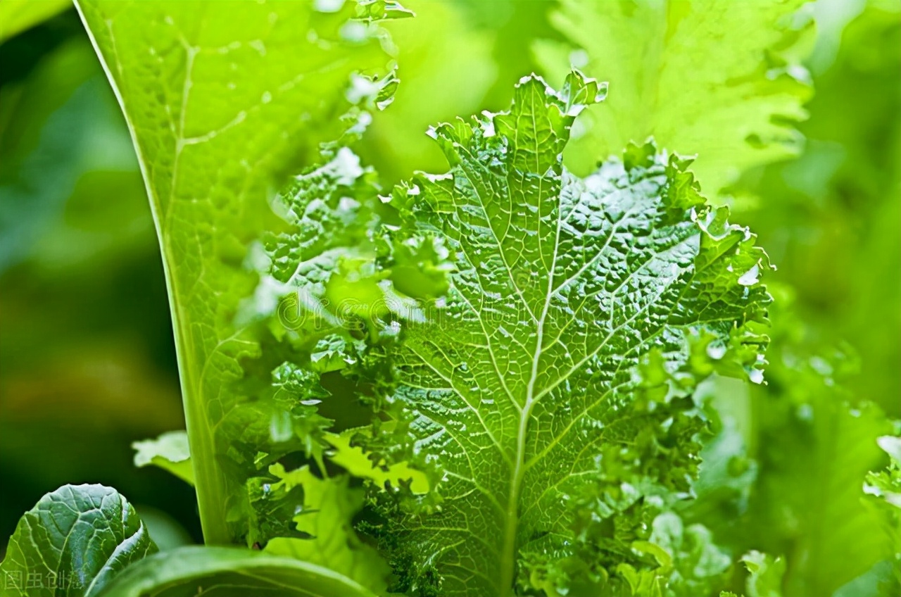 青菜种植方法和技巧,青菜种植施肥