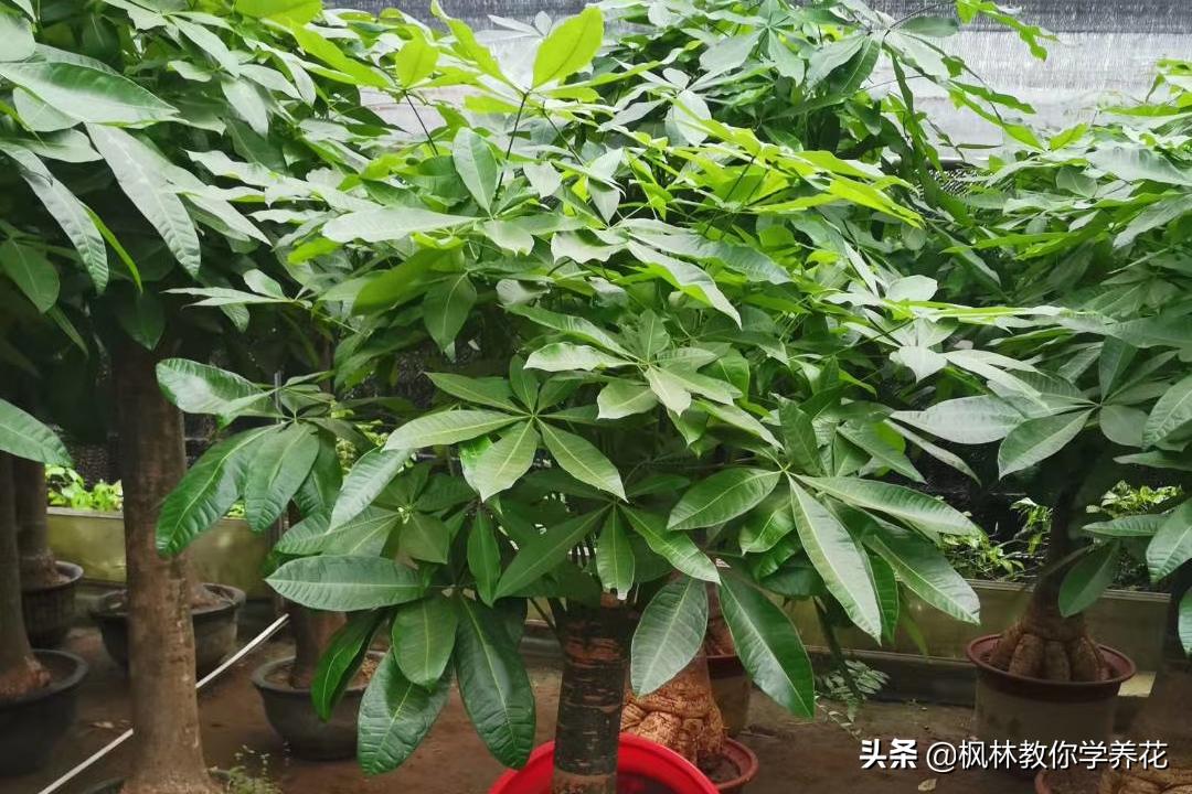 家里光照不足建议养这10种耐阴花,生长缓慢的室内盆栽推荐