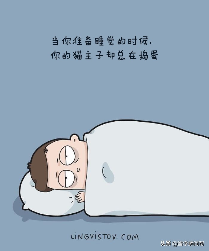 猫主子的日常暹罗猫铲屎官的乐趣,猫吸猫主子的日常